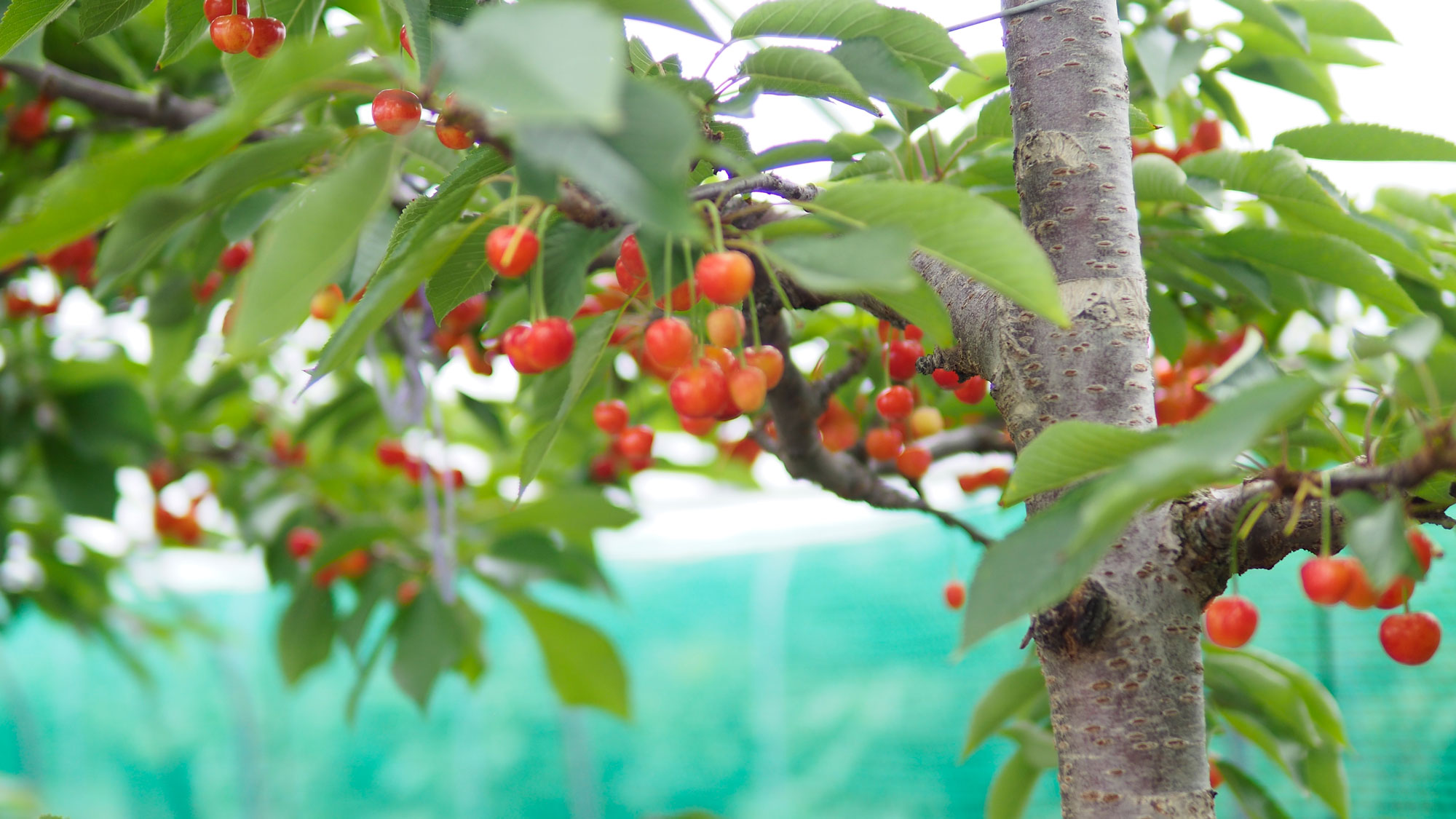 cherryback02