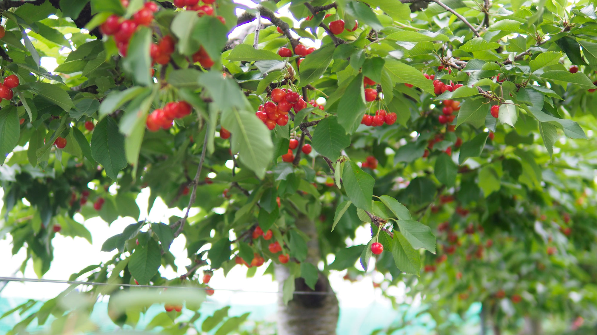cherryback03