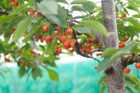 cherryback02