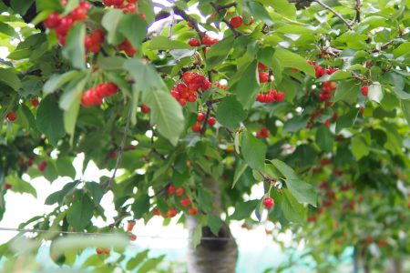 cherryback03
